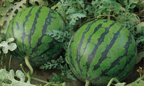 新疆网红事件吃瓜视频,吃瓜群众围观网络风云  第3张